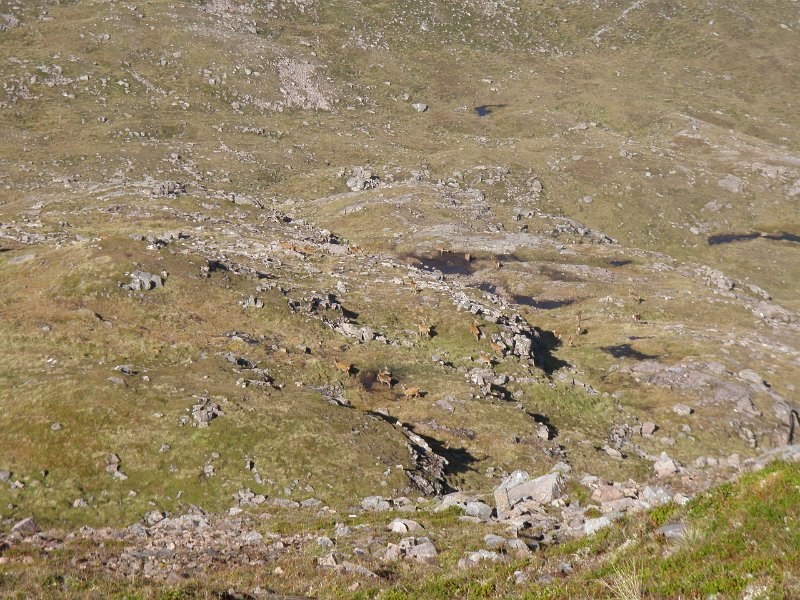 P9110900.JPG - De nombreux chamois ou autres bestioles des montagnes