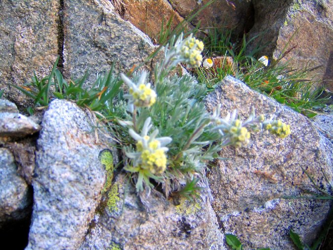 IMG_0237.jpg - Du beau g�n�pi