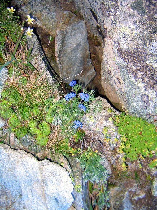 IMG_0239.jpg - Et d'autres jolies petites fleurs